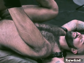 A gay bear has rough anal sex with an otter with a hairy body.